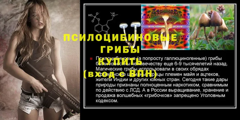 Галлюциногенные грибы Psilocybe  Багратионовск 